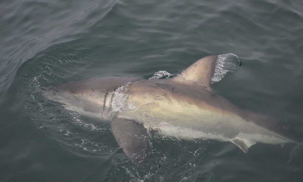 Great White Shark