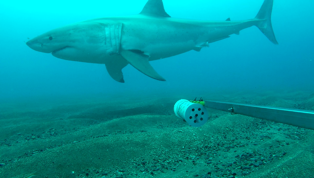Great White Shark