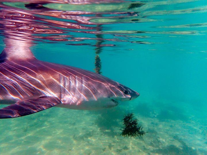 Great White Shark
