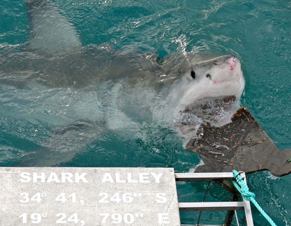 Great White Shark