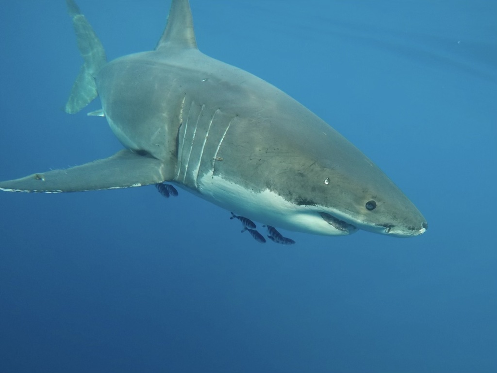 Great White Shark