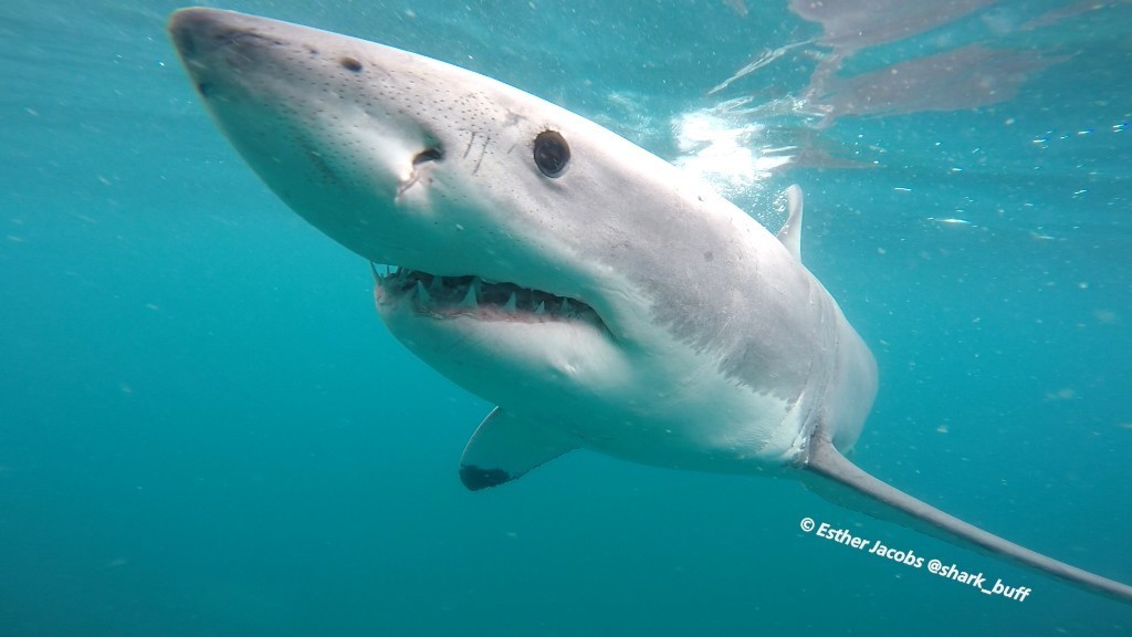 Great White Shark
