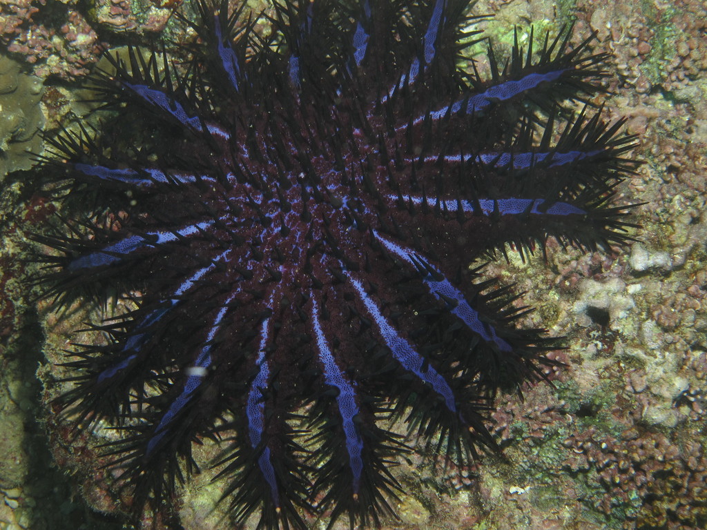 Long-spined Crown-of-thorns