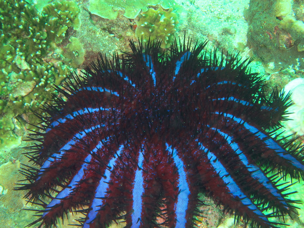 Long-spined Crown-of-thorns
