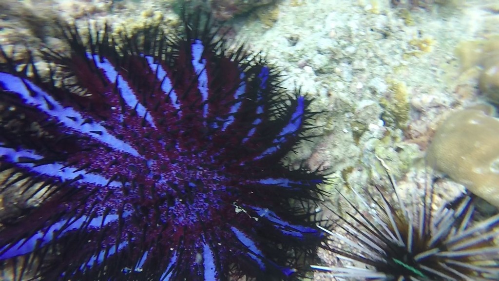 Long-spined Crown-of-thorns