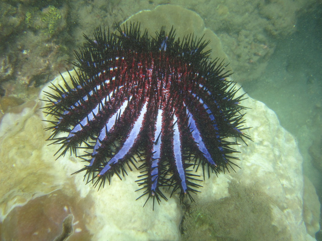 Long-spined Crown-of-thorns