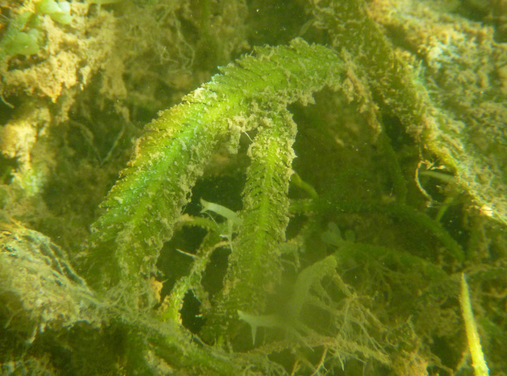 Feather Caulerpa