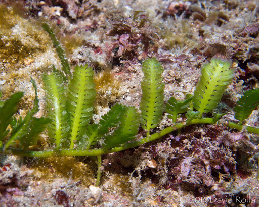 Feather Caulerpa