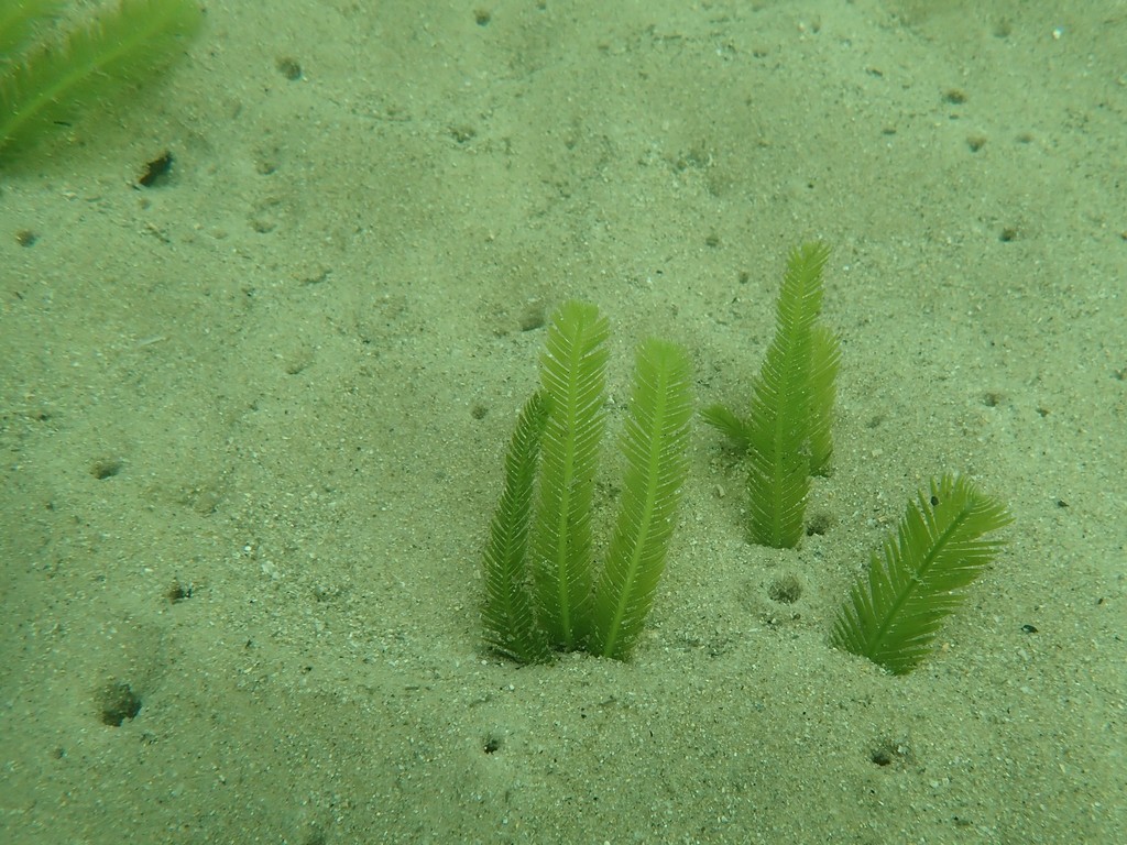 Feather Caulerpa