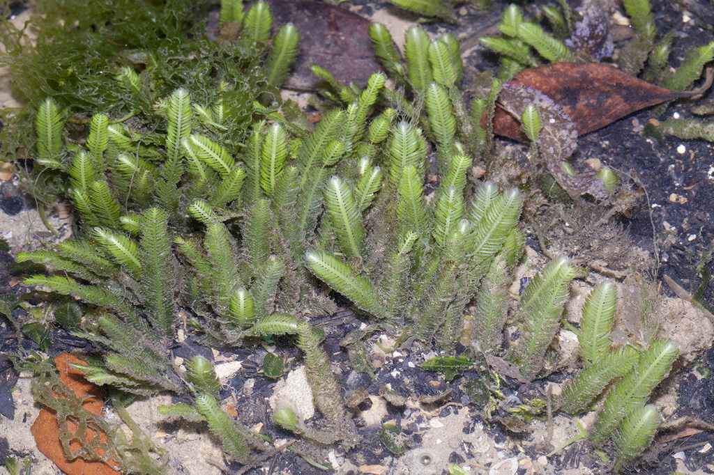 Feather Caulerpa