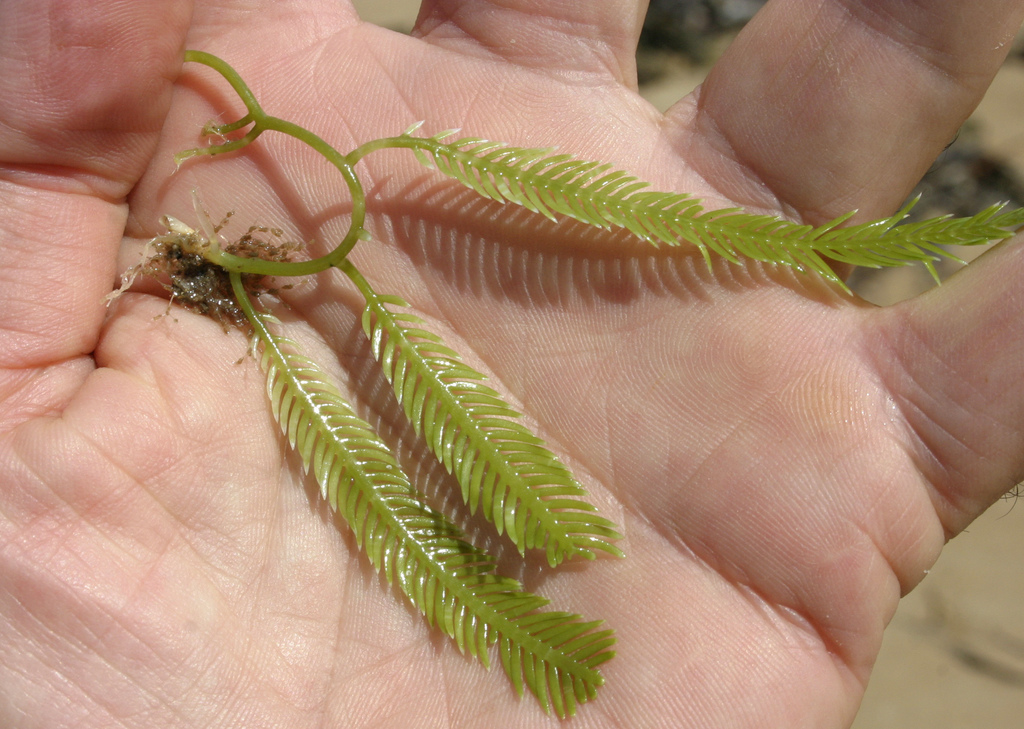 Feather Caulerpa