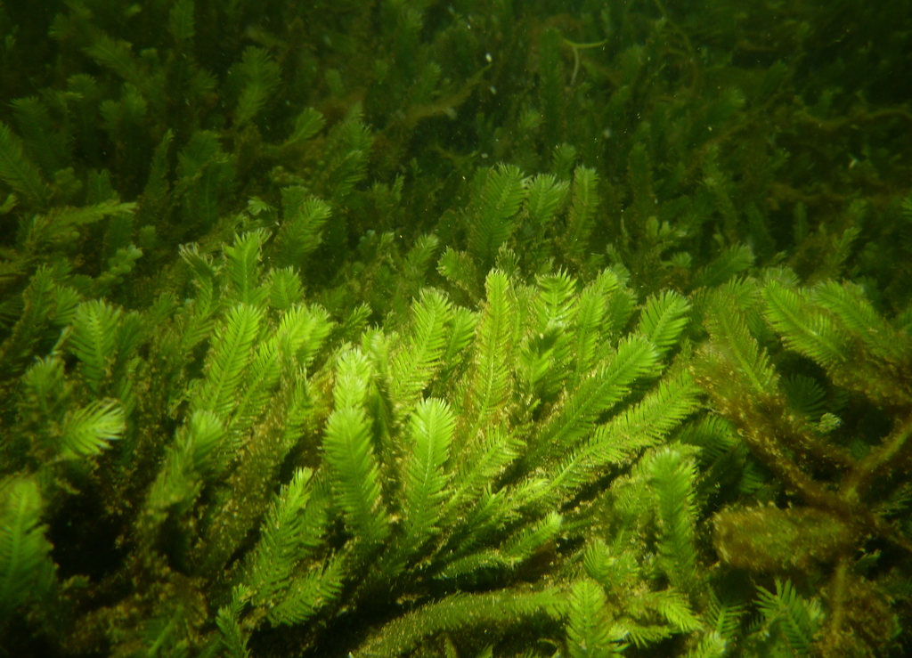 Feather Caulerpa