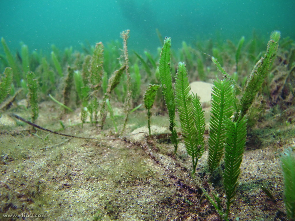 Feather Caulerpa