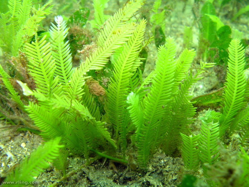 Feather Caulerpa