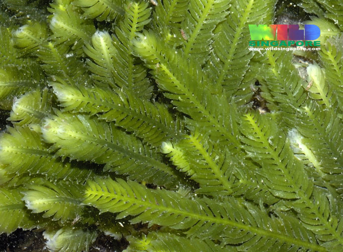 Feather Caulerpa
