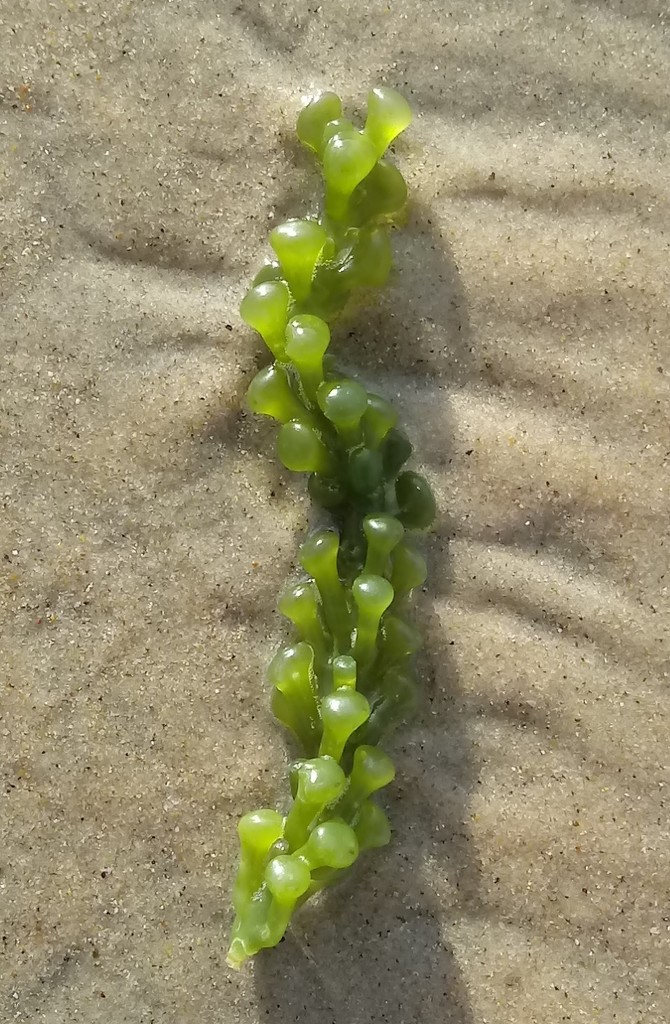 Sea Grapes