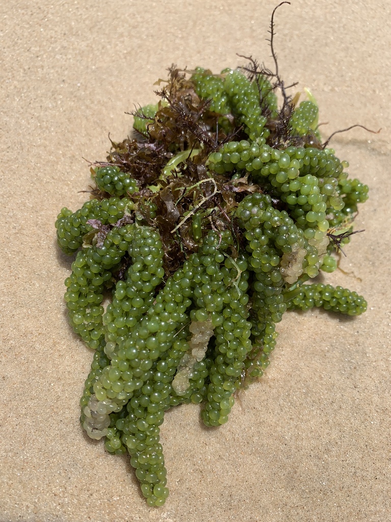 Sea Grapes