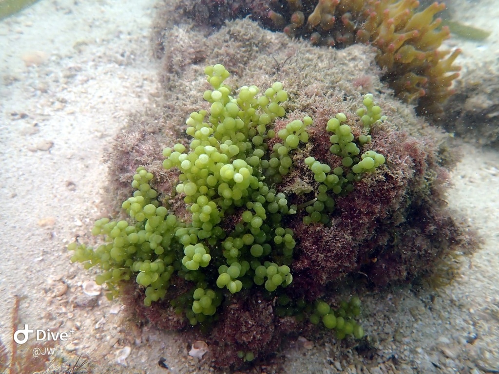 Sea Grapes