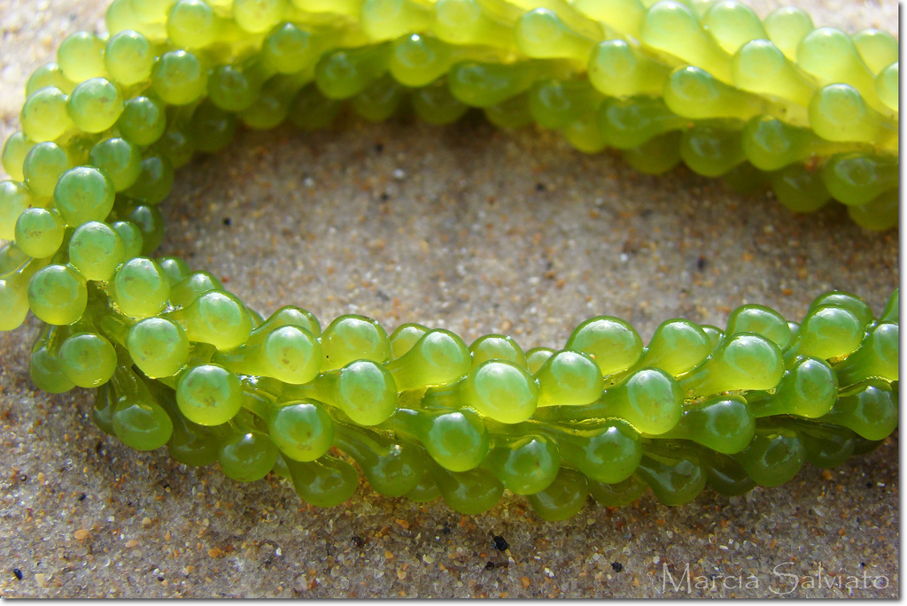 Sea Grapes