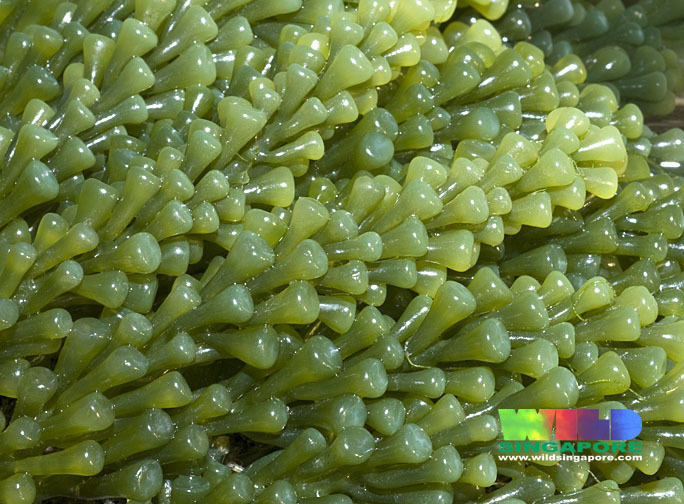 Sea Grapes
