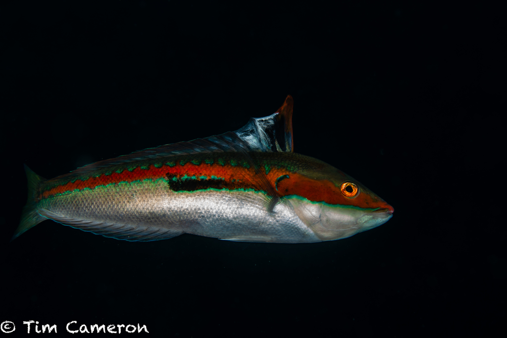 Mediterranean Rainbow Wrasse