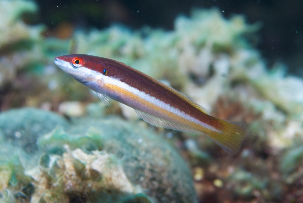 Mediterranean Rainbow Wrasse