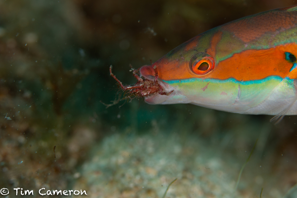Mediterranean Rainbow Wrasse