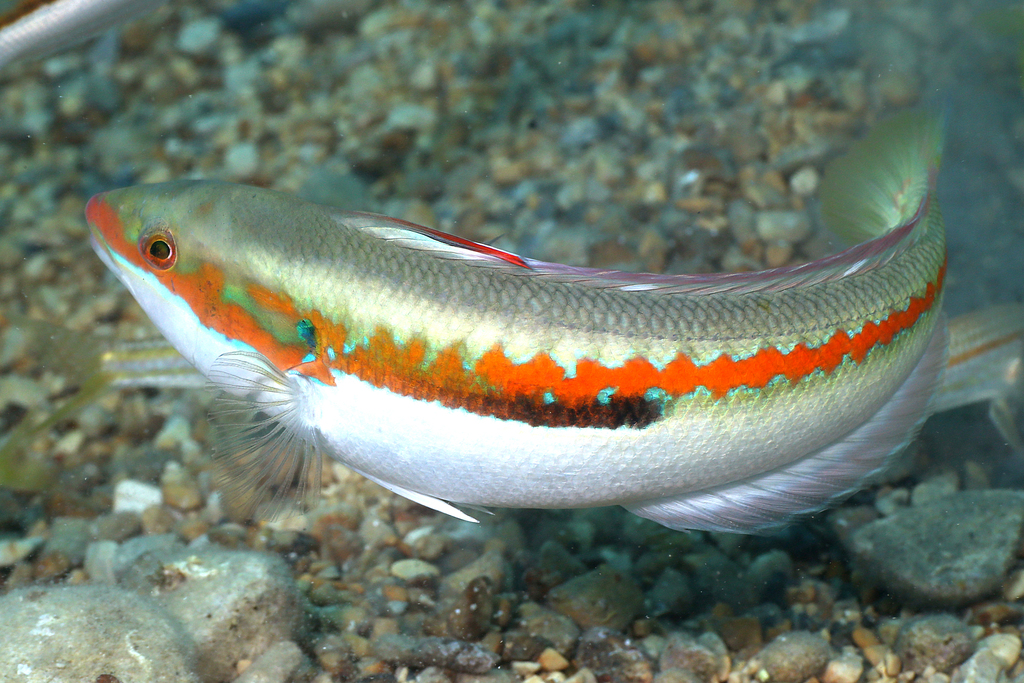 Mediterranean Rainbow Wrasse