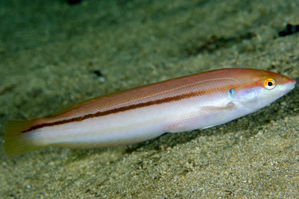 Mediterranean Rainbow Wrasse