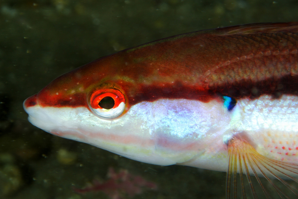 Mediterranean Rainbow Wrasse