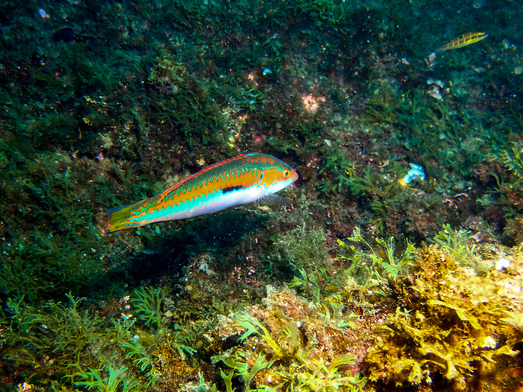 Mediterranean Rainbow Wrasse