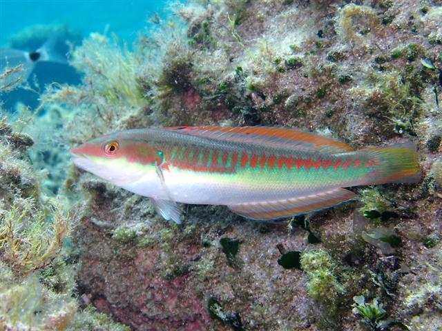 Mediterranean Rainbow Wrasse