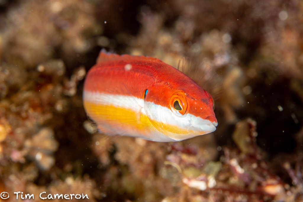 Mediterranean Rainbow Wrasse