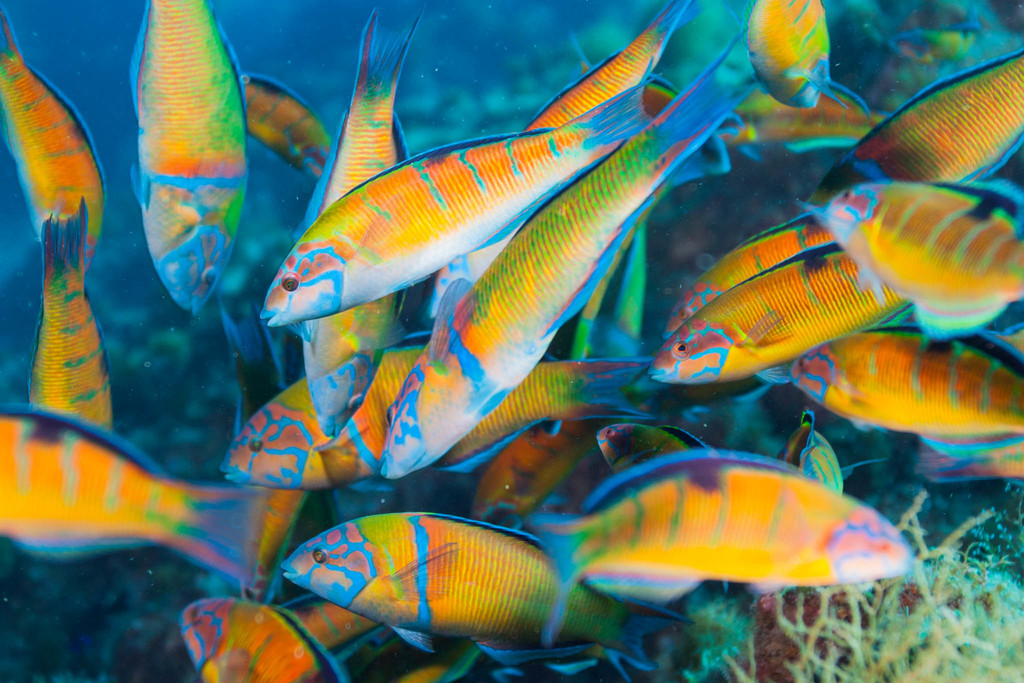 Ornate Wrasse