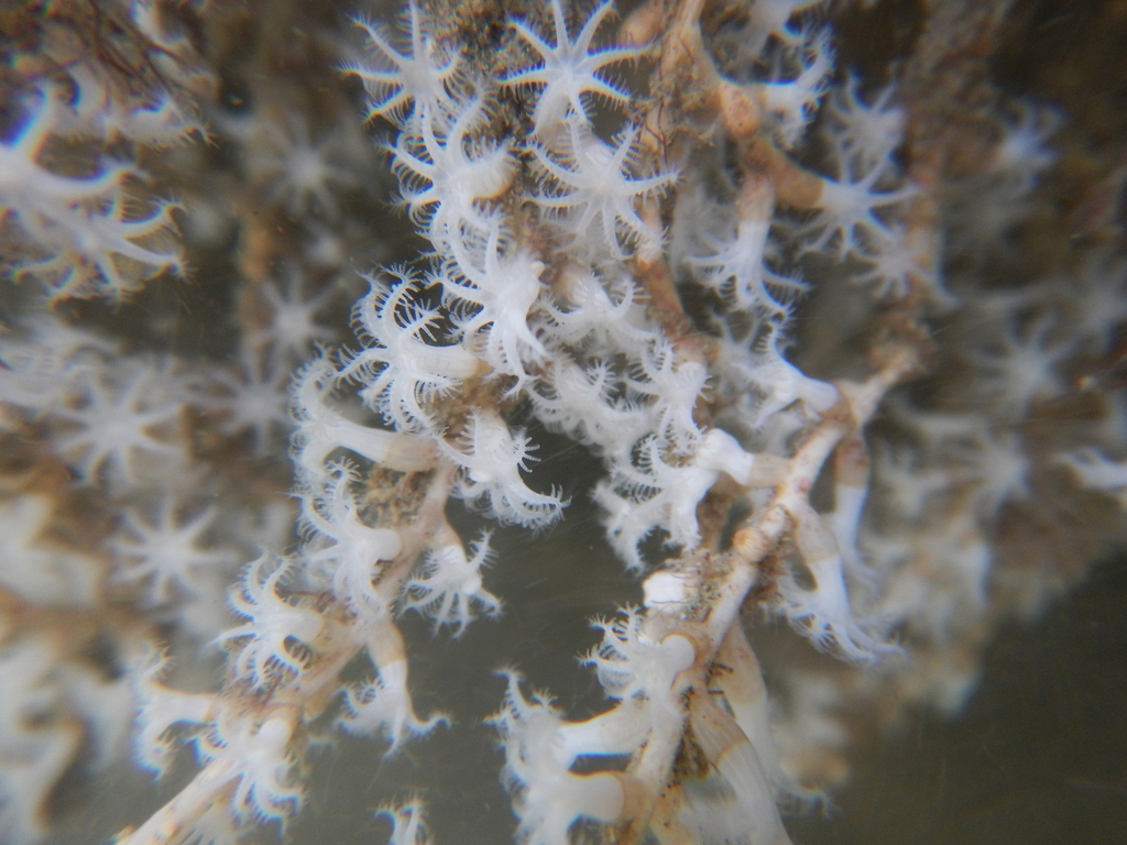 Snowflake Coral