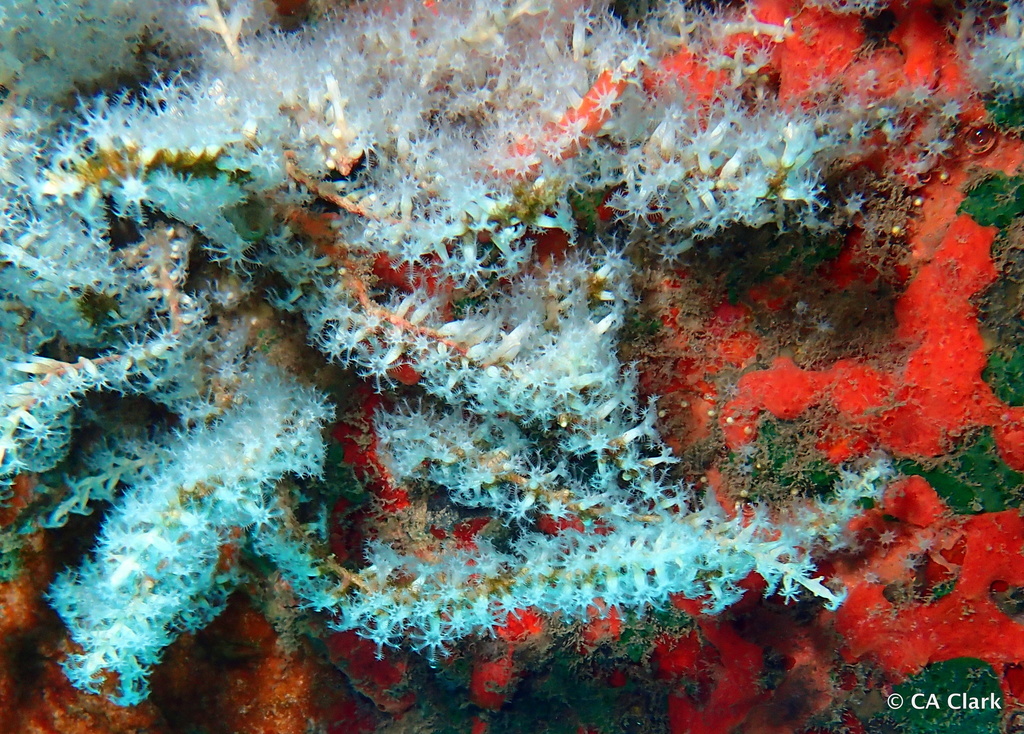Snowflake Coral