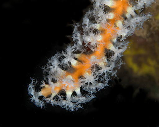 Snowflake Coral