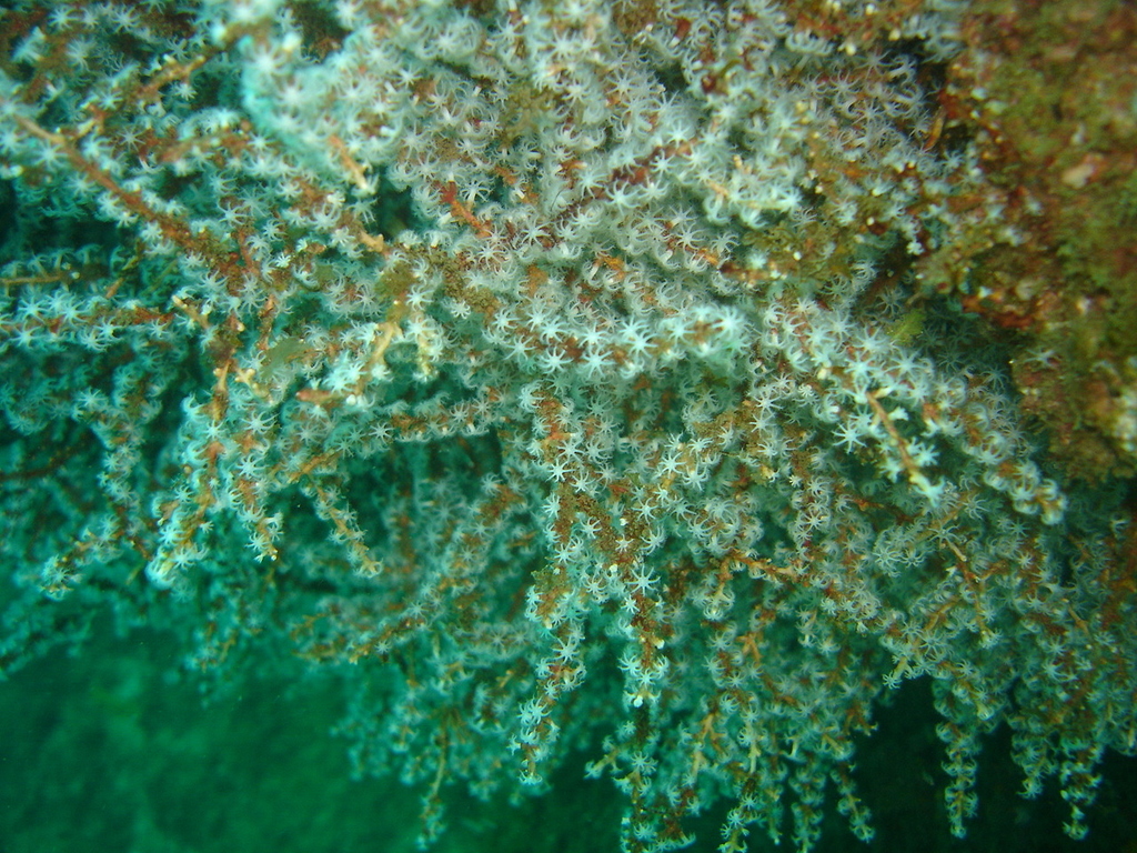 Snowflake Coral