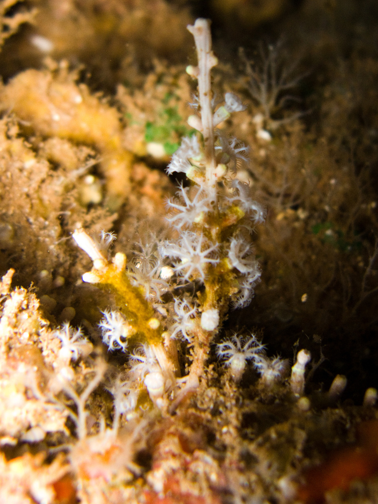 Snowflake Coral