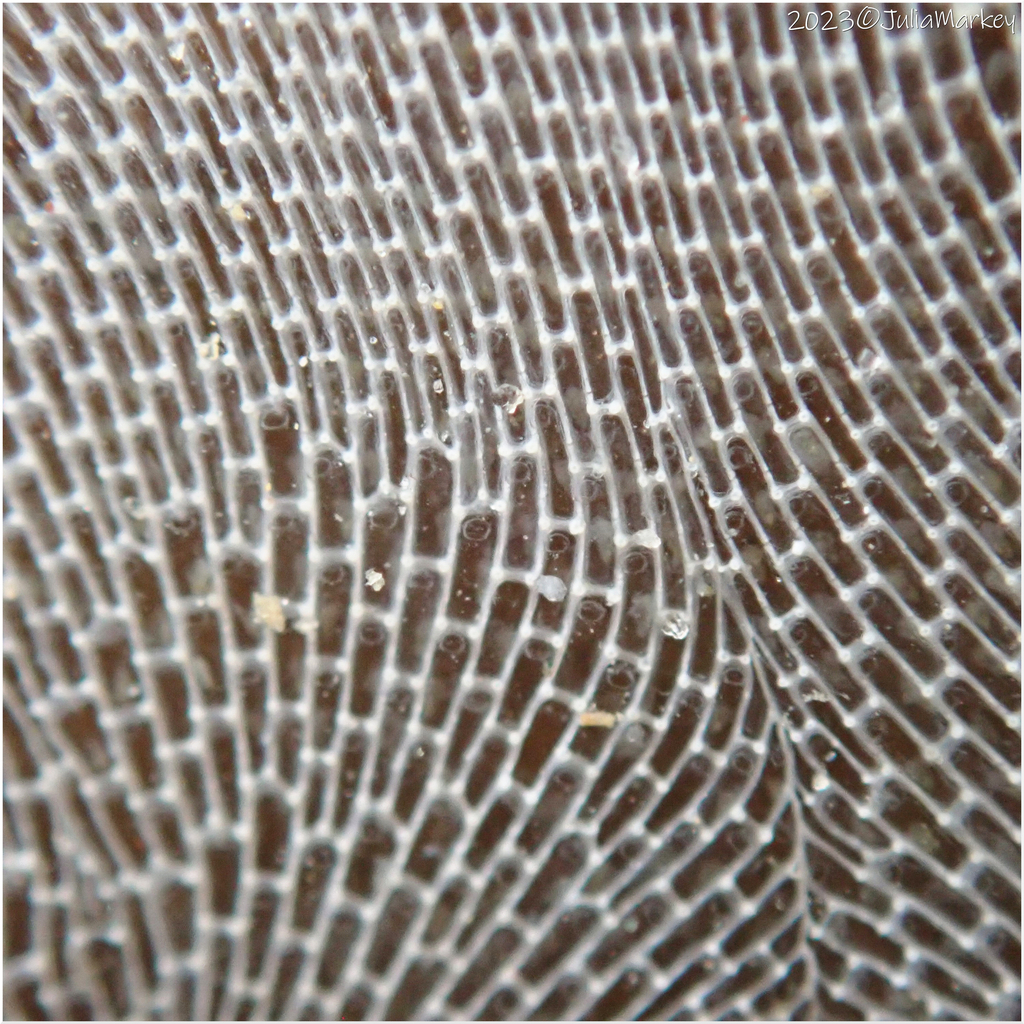 Kelp Lace Bryozoan