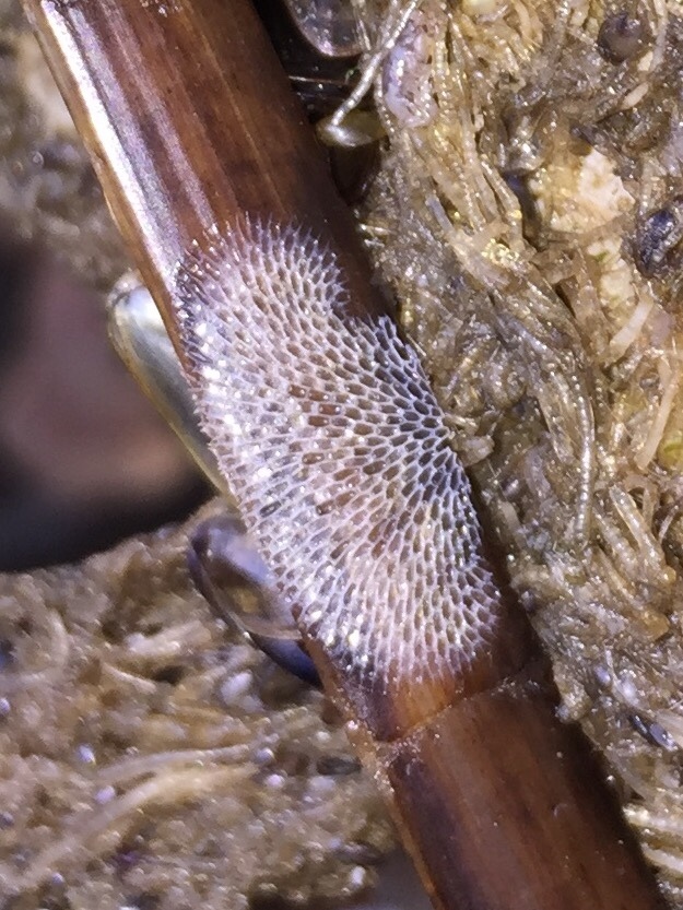 Kelp Lace Bryozoan