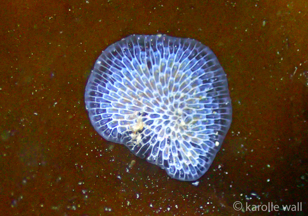 Kelp Lace Bryozoan