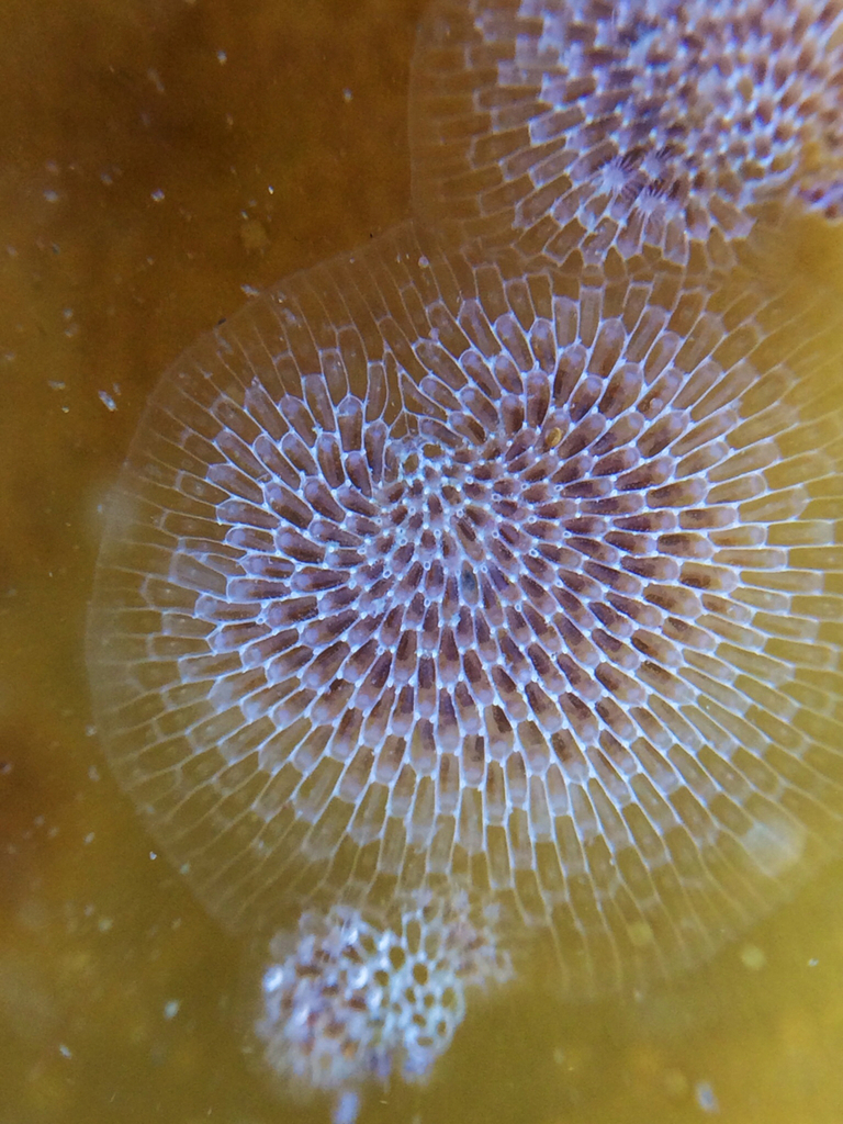 Kelp Lace Bryozoan