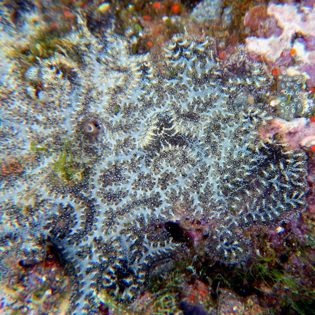 Ladder Ascidian
