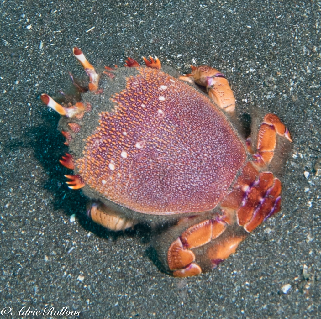 Spanner Crab