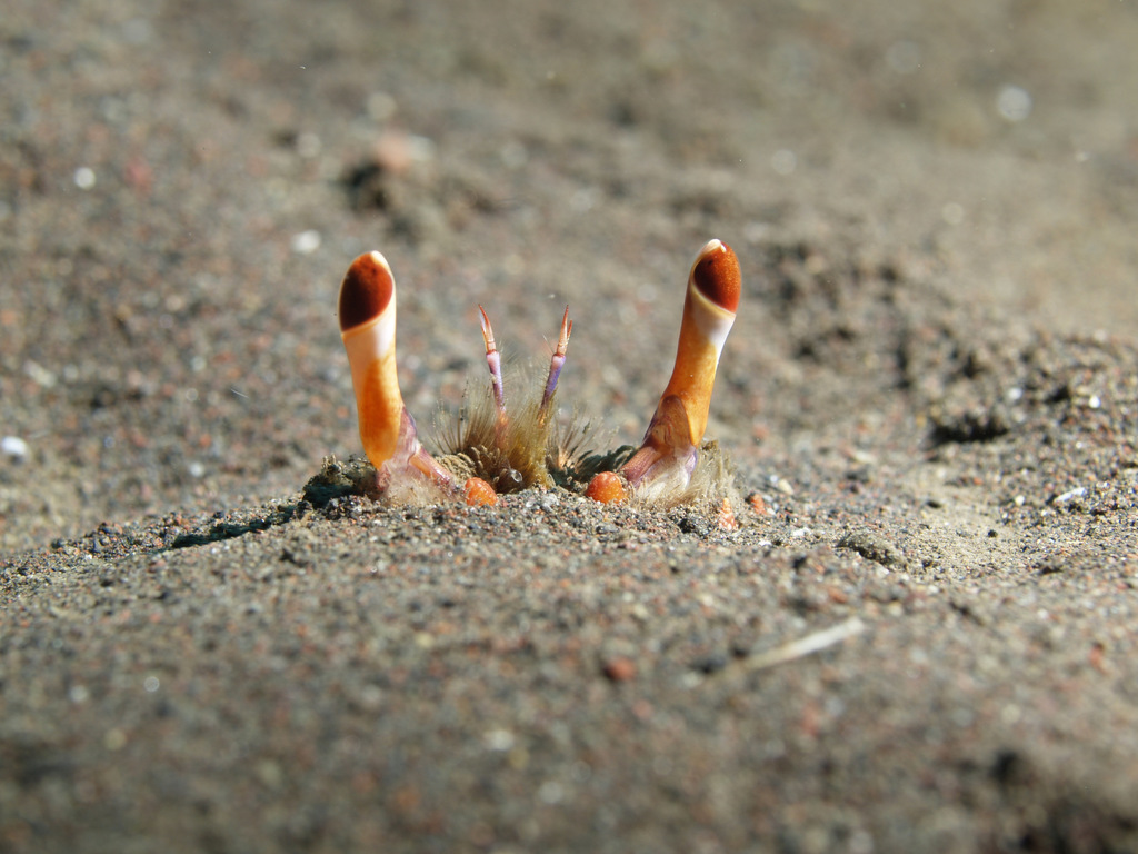 Spanner Crab
