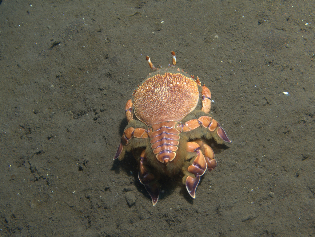 Spanner Crab