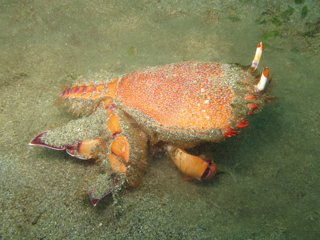 Spanner Crab