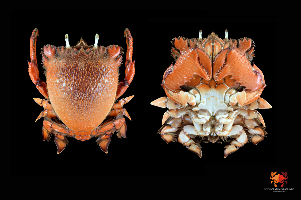 Spanner Crab