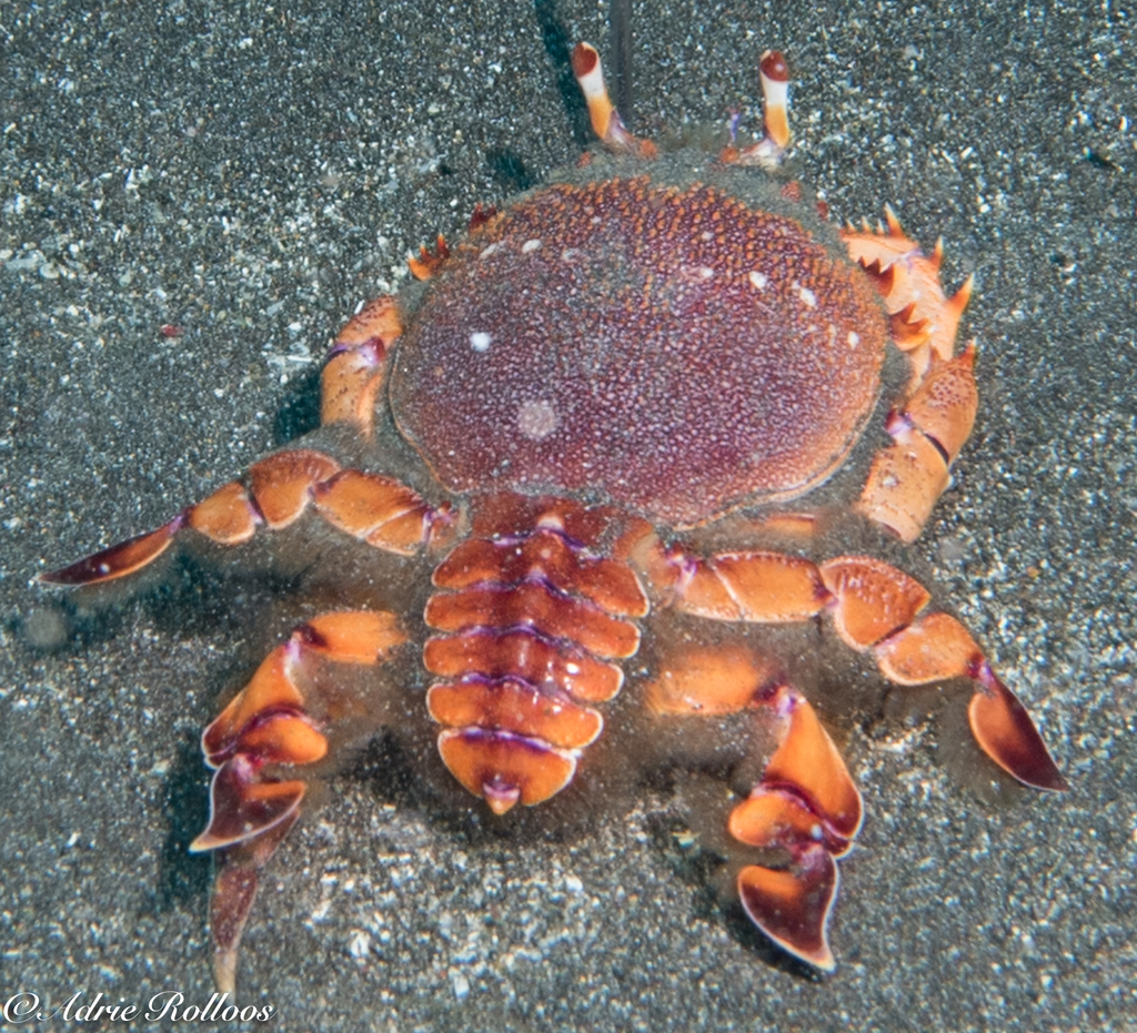 Spanner Crab